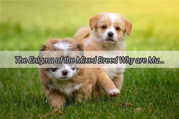 The Enigma of the Mixed Breed Why are Mutt Dogs Lifespans So Short